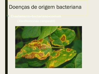 Doenças de origem bacteriana
 Crestamento-bacteriano-comum
(Xanthomonas campestri)
 
