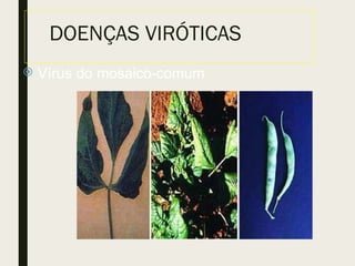 DOENÇAS VIRÓTICAS
 Vírus do mosaico-comum
 