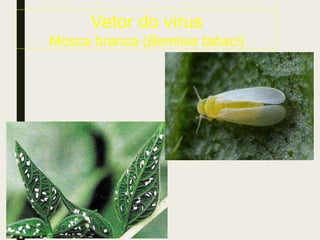 Vetor do vírus
Mosca branca (Bemisia tabaci)
 