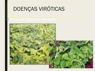 DOENÇAS VIRÓTICAS
 Vírus do Mosaico-dourado
 