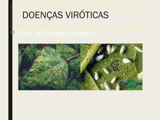 DOENÇAS VIRÓTICAS
 Vírus do Mosaico-dourado
 