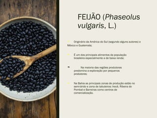 FEIJÃO (Phaseolus
vulgaris, L.)
 Originário da América do Sul (segundo alguns autores) e
México e Guatemala;
 É um dos principais alimentos da população
brasileira especialmente a de baixa renda;
 Na maioria das regiões produtoras
predomina a exploração por pequenos
produtores;
 Na Bahia as principais zonas de produção estão no
semi-árido e zona de tabuleiros: Irecê, Ribeira do
Pombal e Barreiras como centros de
comercialização.
 