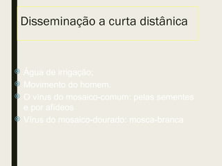 Disseminação a curta distânica
 Água de irrigação;
 Movimento do homem.
 O vírus do mosaico-comum: pelas sementes
e por afídeos
 Vírus do mosaico-dourado: mosca-branca
 