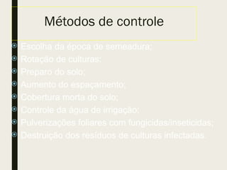 Métodos de controle
 Escolha da época de semeadura;
 Rotação de culturas;
 Preparo do solo;
 Aumento do espaçamento;
 Cobertura morta do solo;
 Controle da água de irrigação;
 Pulverizações foliares com fungicidas/inseticidas;
 Destruição dos resíduos de culturas infectadas.
 