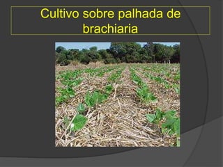 Cultivo sobre palhada de
brachiaria
 