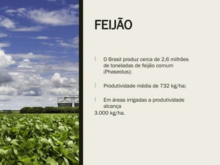 FEIJÃO
 O Brasil produz cerca de 2,6 milhões
de toneladas de feijão comum
(Phaseolus);
 Produtividade média de 732 kg/ha;
 Em áreas irrigadas a produtividade
alcança
3.000 kg/ha.
 