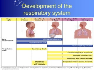 Development of the
respiratory system
 
