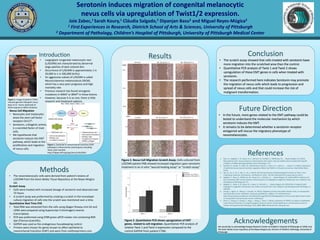 Serotonin induces migration of congenital melanocytic
nevus cells via upregulation of Twist1/2 expression.
Joie Zabec,1 Sarah Koury,1 Cláudia Salgado,2 Dipanjan Basu2 and Miguel Reyes-Múgica2 k
1 First Experiences in Research, Dietrich School of Arts & Sciences, University of Pittsburgh
2 Department of Pathology, Children’s Hospital of Pittsburgh, University of Pittsburgh Medical Center
Results Conclusion
• The scratch assay showed that cells treated with serotonin have
more migration into the scratched area than the control.
• Quantitative PCR analysis of Twist 1 and Twist 2 shows
upregulation of these EMT genes in cells when treated with
serotonin.
• The research performed here indicates Serotonin may promote
the migration of nevus cells which leads to progression and
spread of nevus cells and that could increase the risk of
malignant transformation.
Introduction
• Large/giant congenital melanocytic nevi
(L/GCMN) are characterized by abnormal
large patches of dark colored skin.
• Occurrence of L/GCMN is approximately 1 in
20,000 to 1 in 500,000 births).
• An aggressive subset of L/GCMN is called
Neurocutaneous melanocytosis (NCM),
which has a very poor prognosis and high
mortality rate.
• Previous research has found oncogenic
mutations in NRAS1 or BRAF4 in these lesions.
• However, because it is so rare, there is little
research and treatment options.
Methods
• The nevomelanocytic cells were derived from patient’s lesions of
L/GCMN from the Gavin Bailey Tissue Repository at the Reyes-Mύgica
lab.
Scratch Assay
• Cells were treated with increased dosage of serotonin and observed over
72 hours.
• A scratch assay was preformed by creating a scratch in the monolayer
culture migration of cells into the scratch was monitored over a time.
Quantitative Real Time PCR
• Total RNA was extracted from the cells using Qiagen Rneasy mini kit and
cDNA were prepared using Superscript-II (Invitrogen) reverse
transcriptase.
• PCR was preformed using SYBR green qPCR master mix containing ROX
dye (Thermo Scientific).
• GAPDH was used as the endogenous housekeeping control.
• Primers were chosen for genes known to affect epithelial to
mesenchymal transition (EMT) and were from realtimeprimers.com.
Future Direction
• In the future, more genes related to the EMT pathway could be
tested to understand the molecular mechanism by which
serotonin induces the EMT.
• It remains to be determined whether a serotonin receptor
antagonist will rescue the migratory phenotype of
nevomelanocytes.
References1. Basu, D., Salgado, C. M., Bauer, B. S., Johnson, D., Rundell, V., Nikiforova, M., … Reyes-Mugica, M. (2015)
Nevospheres from neurocutaneous melanocytosis cells shows reduced viability when treated with specific
inhibitors of NRAS signaling pathway. Neuro-Oncology, 1-10.
2. Buehler, D., Hardin, H., Shan, W., Montemayor-Garcia, C., Rush, R. S., Asioli, S., … Lloyd, R. V. (2013). Expression
of epithelial-mesenchymal transition regulators SNAI2 and TWIST1 in thyroid carcinomas. Mod Pathol 26(1),
54-61.
3. Qin, Q., Xu, Y., He, T., Qin, C., Xu, J. (2012). Normal and disease-related biological functions of Twist 1 and
underlying molecular mechanisms. Cell Research, 22(1), 90-106. Retrieved from www.nature.com/cr
4. Salgado, C., Basu, D., Nikiforova, M., Bauer, B. S., Johnson, D., … Reyes-Mugica, M. (2015) BRAF mutations are
also associated with neurocutaneous melanocytosis and large/giant congenital melanocytic nevi. Pediatric and
Development Pathology 18, 1-9.
5. Salgado, C., Silver, R. B., Bauer, B. S., Basu, D., Schmitt, L., … Reyes-Mugica, M. (2014) Skin of patients with
large/giant congenital melanocytic nevi shows increased mast cells. Pediatric and Developmental Pathology 17,
198-203.
6. Zhong, J., Ogura, K., Wang, Z., Inuzuka,, H. (2013). Degration of the transcription factors twist, an oncoprotein
that promotes cancer metastasis. Discovery of Medicine, 15(80), 7-15. Retrieved from
http://www.discoverymedicine.com/Jiateng-Zhong/2013/01/24/degradation-of-the-transcription-factor-twist-
an-oncoprotein-that-promotes-cancer-metastasis/
7. Zhuo, X., Chang, A., Huang, C., Yang, L., Xiang, Z., Zhou, Y. (2014). Expression of TWIST, an inducer of epithelial-
mesenchymal transition, in nasopharyngeal carcinoma and its clinical significance. International Journal of
Clinical and Experimental Pathology 7(12), 8862-8868. Retrieved from ww.ijcep.com
Figure 2. Nevus Cell Migration Scratch Assay. Cells cultured from
L/GCMN patient P08 showed increased migration upon serotonin
treatment in an in vitro “wound-healing assay” or “scratch assay.”
Figure 2. Quantitative PCR shows upregulation of EMT
genes, related to cell migration. Quantitative PCR analysis of
relative Twist 1 and Twist 2 expression compared to the
control GAPDH from patient C76N.
Figure 1. Image of patient C76N’s
massive garment-like giant nevus.
Basu et al.: Tumor spheroids of
NCM respond to NRAS inhibitors
Nevus Cell Migration
• Nevocytes and mastocytes
share the stem cell factor
receptor CD1175.
• Serotonin, a biogenic amine,
is a secreted factor of mast
cells.
• We hypothesize that
serotonin induces the EMT
pathway, which leads to the
proliferation and migration
of nevus cells.
Figure 1. Epithelial to mesenchymal transition (EMT
pathway) is influenced by several genes including
Twist, Snail and Zeb.
http://flipper.diff.org/app/items/info/6934
Acknowledgements
We would like to acknowledge Rangos Research Center at Children’s Hospital of Pittsburgh of UPMC and
the Gavin Bailey tissue repository at the Reyes-Mugica Lab, Division of Pediatric Pathology, University of
Pittsburgh.
 