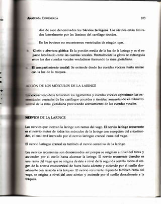F
t-
¡
f
*¡
ünun¡olufeCoupnRaon
dos de sacodenominadoslos Sáculoslaríngeos.Los sáculosestán
dos lateralmentepor las láminasdel cartílagotiroides.
En los bovinos no encontramosventrículosde ningún tipo.
Glotis o abertura glótica: Esla porción media de la luz de la laringe y esel es-
pacio localizadoentrelas cuerdasvocales.VentralmenteIa glotis seextrangula
crrtrelas dos cuerdasvocalesverdadetasformando Ia rima glotidiana.
El compartimiento caudal: Seextiendedesdelas cuerdasvocaleshastaunirse
crr la luz de la tráquea
DE LOS MÚSCULOSDE LA LARINGE
qimaritenoideos tensionanlos ligamentosy cuerdasvocalesaproximan las ex-
ventrales de krs cartílagos cricoides y tiroides, aumentando el diámetro
de la rima glotidianaprovocandoacercamientode lascuerdasvocales.
ffiRVIOS DE LA LARINGE
los nervios que ineryan la laringe son ramasdel vago.El nervio laringe recurrente
cs el nervio motor de todos los músculosde la laringe con excepcióndel cricotiroi-
&o, el cual estáinervado por el nervio laríngeocranealrama del vago.
El nervio laríngeocraneales tambiénel nervio sensitivode la laringe.
[.osnervios recurrentesson denorninadosasíporqueseoriginan a nivel del tórax y
¡scienden por el cuello hasta alcanzarla laringe. El nervio recurrentederechoes
una rama del vago que seorigina de éstea nivel de la segundacostillarodeael ori-
gen de la arteria costoceryicalde fuera haciaadentroy asciendepor el cuello dor-
salmentecon relacióna la tráquea.El nervio recurrenteizquierdo también rama del
Ego, se origina a nivel del arco aórtico y asciendepor el cuello dorsalmentea la
tráquea.
 