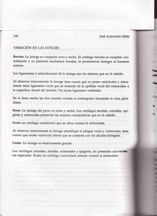 104 IosEAleleNDRoOnrfz
VARIACIÓIV ¡N LAS ESPECIES
Bovino: La laringe escompactacortay ancha.El cartílagotiroidesescompletoven-
tralmente y no presentaescotaduratiroidea, la prominencia laríngea es bastante
notoria.
Los ligamentosy articulacionesde la laringeson los mismosque en el caballo.
Al observarinternamentela laringe desecuentaque no poseeventrículosy única-
mente tiene ligamento vocal que se extiendede la apófisisvocal del aritenoidesa
la superficiedorsal del tiroides.No existeligamentovestibular.
En la línea media las dos cuerdasvocalesse extrangulanformando la rima gloti-
diana.
Perro: La laringe del perro es corta y ancha.Los cartílagostirpides, cricoides,epi-
glotis y aritenoidespresentanlas mismascaracterísticasque en el caballo.
Existeun cartílagocuneiformeque se ubica cranealal aritenoides.
Al observarinternamentela laringe identifique el pliegue vocal y ventricular,dese
cuentaque existeventrículo lateral que secontinúa con los sáculoslaríngeos.
Cerdo: La laringe es relativamentegrande.
Los cartílagoscricoides,tiroides, aritenoidesy epiglotis,no presentancaracffiirtu¡
casespeciales.Existeun cartílagocorniculadosituado cranealal aritenoides.
fmr
Ítrr
m¡
ü
 