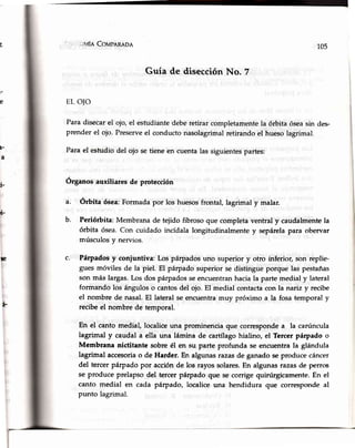 t-
a
.JMÍACOMPARADA 105
Guía de disecciónNo. 7
EL OIO
Paradisecarel ojo, el estudiantedeberetirar completamentela órbita óseasin des-
prender el ojo. Preserveel conductonasolagrimalretirando el huesolagrimal.
Parael estudio del ojo se tiene en cuentalas siguientespartes:
Órganos auxiliares de protección
Órbita ósea:Formadapor los huesosfrontal, lagrimal y malar.
Periórbita: Membrana de tejido fibrosoque completaventral y caudalmentela
órbita ósea.Con cuidado incídala longitudinalmente y sepárelapara obervar
músculosy nervios.
Párpadosy coniuntiva: Los pálpados uno superior y otro inferior, son replie-
gues móviles de la piel. El párpado superior se distingue porque las pestañas
son más largas.Los dos párpadosseencuentranhaciala parte medial y lateral
formando los ánguloso cantosdel ojo. El medial contactacon la nariz y recibe
el nombre de nasal.El lateral se encuentramuy próximo a la fosatemporal y
recibeel nombre de temporal.
En el canto medial, localiceuna prominencia que correspondea la carúncula
lagrimal y caudal a ella una lámina de cartílagohialino, el Tercer párpado o
Membrana nictitante sobre él en su parte profunda se encuentrala glándula
lagrimal accesoriao de Harder. En algunas razasde ganadoseproduce cáncer
del tercerpárpado por acciónde los rayos solares.En algunasrazasde perros
se produce prelapso del tercerpárpado que se corrige quirúrgicamente.En el
canto medial en cada párpado, localice una hendidura que corresponde al
punto lagrimal.
a.
b.
T.
ri-
c.5e
¡-
 
