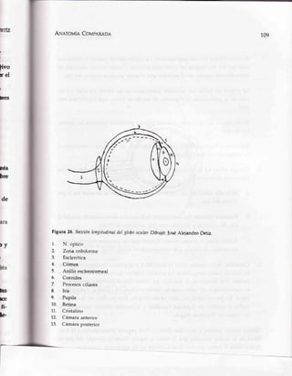 A¡qerouÍ¿Covpannoa
Figura 26,secciónlongitudinaldel glabooudar.Dibujó: foseAleiandroOrtiz,
l. frl, liptico
2. Zona cribiforme
3. Esclerótica
4. Cómea
5. Anillo eselercleomeal
6. eoroides
7. Procesosciliáres
8. Iris
9. Pupila
10. Retina
11. Cristalino
72. Cámaraanterior
13. Cámaraposterior
109
]
i
t
¡el
I
Dres
de
nta
bre
Dy
I
ha
tss
fe
fi-
3F
I
I
:
t
r
 