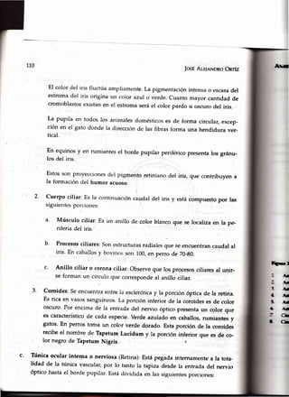110
|osÉAr_e¡aNDRoOnrfz
El color del iris fluctúaampliamente.La pigmentaciónintensao escasadel
' estromadel iris origina uu color azul o verde.Cuantomayor cantidadde
cromoblastosexistanen el estromaseráel color pardo u oscurodel iris.
La pupila en todos los animalesdomésticoses de forma circular,excep-
ción en el gato donde la direcciónde las fibrasforma una hendiduraver-
tical.
En equinosy en rumiantesel borde pupilar periféricopresentalos gránu-
los del iris.
Estos son proyeccionesdel pigmento retiniano del
la formación del humor acuoso.
iris, que contribuyen a
' 2' Cuerpo ciliar: Es la continuacjóncaudaldel iris y estácompuestopor las
siguientesporcioncs:
a' Músculo ciliar: Es un anillo de color blancoque se localizaen la pe-
riferia del iris.
b' Procesosciliares;Sonestructurasradialesque seencuentrancaudalal
iris. En cabailosy bovinrs son 100,en perro de z0-g0.
c' Anillo ciliar o coronacili¡r: Observeque losprocesosciliaresal unir-
se forman un círcurclque correspondeal anilrociriar.
3' Coroides:Seencuentraentrela escleióticay la pórciónópticade la retina.
' Es rica en vasossanguíneos.[,aporcióninferior de la coroidesesde color
oscuro'Por encimade la entradadel nervio óptico presentaun color que
es característicode cadaespecie,Verdeazuladoen caballos,rumiantesy
gatos' En perros tonra un color verde dorado. Estaporción de Ia coroides
' recibeel nombre de Tapetum Lucidum y la porción inferior que es de co-
. : .lor negro de TapetumNigris. {
c' Túnica ocular interna o nerviosa (Retina):Estápegadainternamentea la tota-
lidad de la tunica vascular,por lo tanto la tapiza dbsdela entradadel nervio
óptico hastael bordepupilar.Estádividida en lassiguientesporciones:
Añ¡f,
FFEt
L-t
aAt
?'At
ü .tf
sAr
ú -{¡
,T, LI
rÉ
 