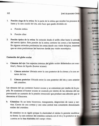 112 JosÉAWnNDRo
1. Porción ciegade la retina: Es la parte de la retina que recubrelos procesoscF
liaresy la caracaudal'delirls, estohaceque quededividida en:
a. Porción iridica
b. Porción ciliar
2. Porción óptica de la retina: Seextiendedesdeel anillo ciliar hasta Ia entrada
del nervio óptico. Estaporción de la retina contienelos conosy los bastones
En algunos animalespredomina los conosdande una visión fotopica,mientras
que en otros predominan los bastonesdande una visión esceotópica.
Contenido del globo ocular
Cámarasdel ojo: Sonespaciosinternosdel.globo ocular delimitadoscon exac-
titud y llenos de líquido (humor acuoso).
1. Cámaraanterior: Ubicadaentre la caraposteriorde la córneay la caraan-
terior del iris.
2. Cámara posterior: Ubicada entre la cara posterior del iris y cara anterior
del cristalino.
Las cámarasdel ojo contienenhumor acuosoy se comunicanpor medio de la pu-
pila. En ocasionesel humor acuosose acumulapor dentro de las cámarasdel ojo
provocando un aumentode la presiónintraocularque produceuna afecciónque se
denomina el Glaucoma.
b. Cristalino: Es un lente biconvexo, transparente,desprovistode vasosy ner-
vios. Consta de una cortezay una zona central más consistentedenominada
núcleo del cristalino.
El cristalino no es rígido porque la elasticidadel núcleo le permite modificar
su forma. La cara anterior del cristalino contacta con e iris y a posterior se
cuentraen la fosa hialoidea del cuerpovítreo.
 