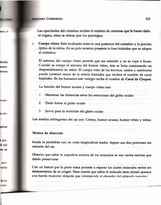 i,
Coupnn¡on 1r3
,o5 ct-
rtrada
hrnes.
ntras
a an-
tsrior
r Pu-
{ ojo
ue se
Las opacidadesdel cristalino recibenel nombre de cataratasque te hacen daño
at ótgano, éstasse retuan por .uia quirúrgica.
c Cuerpo vítreo: Está localizado entre la caraposterior del cristalino y la porción
óptica de la retina.En su polo anterior presentala fosahialoideaque seadapta
al cristalino.
El estroma del cuerpo vítreo permite que sea retenido y no se vaya a licuar.
Cuando se rompe el estroma del humor vítreo, éste se licúa ocasionando un
desprendimientode retina.El cuerpovítro de los bovinos,cerdosy carnívoros
puede contenerrestosde la arteria hialoidea que recibenel nombre de canal
hialoideo.En los humanosestevestigiorecibeel nombre de Canal de Cloquet.
La función del humor acuosoy cuerpo vítreo son:
Mantener las distanciasentre las estructurasdel globo ocular.
Darle forma al globo ocular.
Servir para la nutrición del globo ocular.
Los medios refringentes del ojo son: Córnea,humor acuoso,humor vítreo y retina.
Técnicade disección
Incida la periórbita con un corte longitudinal medio. Separesus dos porcionessin
retirarla del ojo.
Observeque sobrela superficieexternade los músculosse ven varios nervios que
deben preservarse.
Con un bisturí por la parte roma procedaa separarlos cuatro músculosrectossin
desinsertarlosde su origen. Desecuenta que sobre el músculo rccto dorsal apanece
una bandamusculardelgadaque correr;pondeal elevadordel párpadosrrperior
I
2
3
 