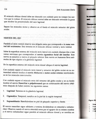 JosEAlr¡nNDRoOnrlz
El músculooblicuodorsaldebeser disecadocon cuidadopara no romper los ner-
vios que lo rodean.El músculooblicuoventraldebeserdisecadoretirandola grasa
que recubrelasproximidadesdel sacolagrimal.
Separelos músculos rectosy observeen el fondo el músculo retractor del globo
ocular.
NERVTOSDEL OJO
Pa'raleloal rectoventral observeuna del¡;adarama que correspondea la rama ven-
tral'del oculomotor.Estaterminaen el músculooblicuoventraly rectoventral.
Sobrela superficieexternadel músculo rectolateralcon cuidado disequedos o tres
ramas nerviosasque correspondenal nervio cigomático facial del maxilar. Este
nervio es sensitivc¡e inerva el párpado inferior. Estenervio en humanoslleva estí-
mulos de tipo síquicoa la glándulalagrimal.
En la superficieexternadel músculo rectodorsal ubique el nervio lagrimal.
Con cuidado separeel músculorectolateraly retractordel globo ocular en su ex-
tremidad inferior localicee'lnervio Abclucenso motor ocular externo ramificándo-
seen los músculosmencionados.
Con cuidado separeel músculo recto clel retractordel globo ocular y en su fondo
localiceel nervio Nasociliaro palpebronasalque es continuacióndel nervio oftál-
mico despuésde haberemitido lassigtrientesramas:
l. Lagrimal: Terminaen la glándulalagrimal.
2. cigomático: Temporal,ram.ificaen la piel de ra región te-mporal.
3- supraorbitario: Ramificándoseen piel de párpado superior y frente.
El nervio nasociliarsigue adelantey termina dividiéndoseen etmoidal e infratro-
clear'Observecuando el nervio etmoidal entra por el agujerode su mismo nombre
y el nervio infratroclearsigueparaleloal músculooblicuo dorsal y se ramificaen
714 fi*¡m@fl
W¡d
úüt
fT'-o
f¡tiB-i.h
Sdá d¡d¡
Figun 2t-
lus
P:m
ltgt
C::r
 