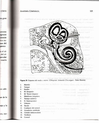 ArunrouÍaCoupen¡on
osa
pán
te gran
ionoras
rginosa
ümente
circular
cia ade-
rsede la
del
ico.
Figura 29. Esquemaoídomedioa intcrno (Dibujaron: Armando Chicangana - Fabit'rRlncón)
Martillo
Yunque
Estribo
M. Estapedio
M. Tensortimpano
Membran¿rtimpánica
Trompaauditiva
N. Estatoacústico
Utrículo
Sáculo
Conductodel caracol
Acueductovestibular
Canalessemicirculares
Vestíbulo
Caracol
1.
2.
3.
4.
5.
6.
7.
8.
9.
10.
11.
72.
14.
15.
t6.
119
rafoy la
 