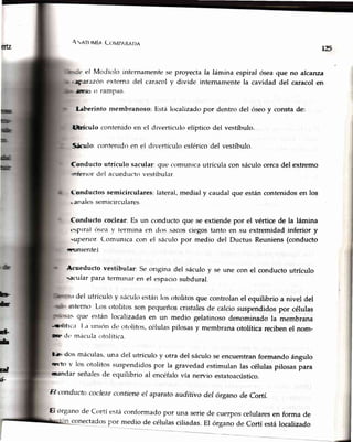 rflz
Alatrlvf¡ Cotv¡¡,ARADA
eJ Modiolo internamente se proyecta la lámina espiral ósea
divide internamente la cavidad,uiilparazónerterna del caracol y
,¿úE'ai() ramPas.
l¡berinto membranoso: Está localizadopor dentro del óseoy consta de:
lfrrículo contenido en el divertículo elíptico del vestíbulo.
Siár¡¡lo;contenido en el divertículo esféricodel vestíbulo.
Conducto utrículo sacular: que comunrca utrícula con sáculo cercadel extremo
nnferrordel acueductovestibular
(onductos semicirculares: lateral, medial y caudal que están contenidos en los
* analessemicirculares
Conducto coclear:Es un conductoque se extiendepor el vértice de la lámina
t5ptral tise.ay termina en dos sacoscic'gostanto en su extremidadinferior y
uPenor C.omunicacon el sáculopor medio del Ductus Reuniens(conducto
mw¡nrenfel
Acueductovestibular:Seongina del sáculoy se une con el conductoutrículo
s,rt-ularpara termlnaren el espaciosubdural.
¡ del utrÍculoy sáculoestánkrsotolitosquecontrolanel equilibrioa nivel del
interno Ltis tttolitosson pequeñoscristalesde calciosuspendidospor células
s que están localizadasen un medio gelatinosodenominadola membrana
"rÜr'lltrcal,a ttnttitr de otttlitos, células pilosas y membrana otolítica reciben el nom-
rh¡e,lt' mácula otolítica.
l¡s dos máculas,una del utrículov otra del sáculoseencuentranformandoángulo
mrt-tov los otolitossuspendidospor la gravedadestimulanlas célulaspilosaspara
mnandarseñalesde equilibrioal encéfalovía nervio estatoacústico.
Fl c<tnductacoclearcontreneel aparatoaudítívo del órganode Cortí
Ei órgano de Cortí estáconformadopor una seriede cuerposcelularesen forma de
por medio de célulasciliadas.El órganode Cortí estálocalizad,o
125
que no alcanza
del caracol en
bt
h
I}
-
d
É
conectados
 