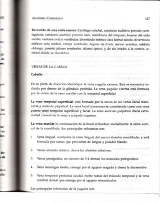 ilí.
de
ofl:
de-
lde
ANeroule CovpeRnoe t27
Recorrido de una onda sonora: Cartílago conchal,conducto auditivo porción carti-
laginosa,conducto auditivo porción ósea,membrana del tímpano, huesos del oído
medio, ventana oval o vestibular,divertículo esféricoiara lateral sáculo,divertículo
esférico cara medial, rampa vestibular, órgano de Corti, nervio acústico, médula
oblonga, Puente, pilares cerebrales,tálamo óptico, y de ahí irradia a la corteza ce-
rebral donde se decodifica.
VENAS DE LA CABEZA
Caballo
En su piezade disecciónidentifiquela venayugular externa.Estaseéncuentrain-
cluida por dentro de la glándula parótida.La vena yugular externaestáformada
por la unión de la venamaxilar con la temporalsuperficial.
La vena temporal superficial: está fornrada por la unión de las venas facial trans-
versa y aurículo palpebral. La vena facial transversaes consideradacomo una vena
puente entre temporal superficial y facial. La vena aurículo palpebral drena extre-
midad craneal de la oreja y párpado supenor.
La vena maxilar es continuación de la bucal al bordear medialmente la rama verti-
cal de la mandíbula. Sus principalestributariasson:
Venalingual, acompañala rama lingual del nervio alveolarmandibulary está
formadapor ramasquc provienende lenguay paladarblando.
Venasalveolarinferior,drenalos alvéolosinferiores.
3 Venaspterif,oides,en númerode 3-4drenanlos músculospterigoideos.
Venamenínfea
Venaternporal
cerebraldorsal
media,emergepor el agujerorasgadoy drenala duramadre.4.
5. profunda caudal, recibe ramas del músculo temporal y la vena
que emerge por el agujero retroarticular.
Lasprincipalestributariasde la yugular son:
 