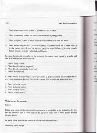 128 IosÉAr-sJnNDRoOnrlz
!'ena auricular caudal, drena la extremidad de la oreja.
Vena masetérica, drena los músculos masetero y pterigoideos.
Vena occipital, drena el recto ventral de Ia cabezay la fosa del Atlas.
Vena tronco linguofacial (Maxilar externa),es continuaciónde la vena facial y
reciberamasprocedentesde lengua,gangliosmandibulares,glándulamandi-
bular,faringe,laringey glándulasublingual.
vena facialestáformada por la unión de las venasnasaldorsal y angulardel
Susprincipalestributaria son:
Venasnasallateral
Venalabialmaxilar (superior)
Venalabialmandibular(inferior)
Venasmasetéricas
1.
2.
--r4.
La
olo
1.
2.
3.
4.
-ú
J¡
"r:€
Á
-:É
La vena reflejaes la principal vena que drenael globo ocular y es consideradaco-
mo continuaciónde la venaoftálmicaexterna.Susprincipalestributariasson:
1. Vena palatina mayor
2. Vena palatina menor
3. Vena esfenopalatina
4. Venas infraorbitaria
Variaciónen las especies
Boaino
Existeuna vena frontal prominenteque drena la periórbita y los músculosdel oio,
estase continúa con la vena angular del oio para junto con la nasaldorsal formar
la vena Facial.
La vena labial maxilar secontinúacon la vena infraorbitaria.
No existevena refleja.
 