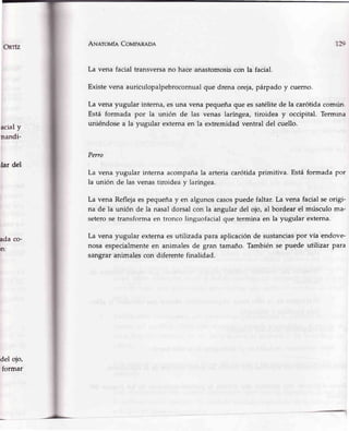 Arueroufn CovpeRnpn
La vena facial transversano haceanastomosiscon la facial.
Existevena auriculopalpebrocornualque drenaoreja,párpadoy cuerno.
1F
Onlz
acialy
nandi-
rlar del
ada co-
)n:
del ojo,
formar
La vena yugular interna,esuna venapequeñaque es satélitede la carótidacomún
Está formada por la unión de las venas laríngea,tiroidea y occipital.Termrna
uniéndosea la yugular externaen la extremidadventral del cuello.
Perro
La vena yugular internaacompañala arteriacarótidaprimitiva. Estáformadapor
la unión de las venastiroideay laríngea.
La vena Reflejaespequeñay en algunoscasospuedefaltar. La vena facialseorigi-
na de Ia unión de la nasaldorsalcon la angulardel oio,al bordearel músculoma-
seterose transfortnaen troncolinguofacialque.terminaen la yugular extema.
La vena yugular externaesutilizadapara aplicaciónde sustanciaspor vía endove'
nosa especialmenteen animalesde gran tamaño.Tambiénse puede utilizar para
sangraranimalescon diferentefinalidarl.
 