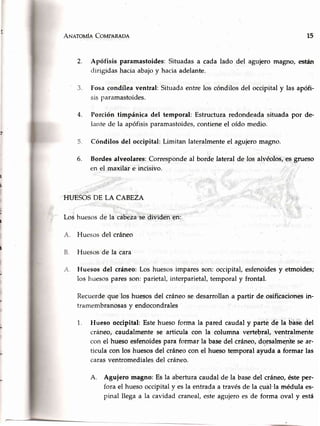 A¡larouf¡ Cotrrp¡nRoe
2. Apófisis paramastoides:Situadasa cada lado del agujeromagno,esbán
clirigidashaciaabajoy haciaadelante.
Fosacondíleaventral: Situadaentrelos cóndilosdel occipitaly las apófi-
sis paramastoides.
Porción timpánica del temporal:Estructuraredondeadasituadapor de.
Iantede la apófisisparamastoides,contieneel oído medio.
Cóndilos del occipital:Limitan late.ralmenteel agujeromagno.
Bordes alveolares:Correspondeal borde lateral de los alvéolos,es grueso
en el maxilare incisivo.
HIJESOSDE LA CABEZA
huesosde la cabezase dividen en:
Huesosdel cráneo
Huesosde la cara
Huesosdel cráneo:Los huesclsimparesson:occipital,esfenoidesy etmoides;
los huesosparesson:parietal,irrterparietal,temporaly frontal.
Recuerdeque los huesosdel cráneose desarrollana partir de osificacionesin-
tramembranosasy endocondrales
1. llueso occipital:Estehuesoforma la paredcaudaly parte de la bhse.del
cráneo, caudalmentese articula con la columna vertebráI, ventralmente
con el huesoesfenoidespara formar la basedel cráneo,dorsalmentesear-
ticula con los huesosdel cráneocon el huesotemporal ayuda a formar las
carasventromedialesdel cránero.
A. Aguiero magno: Es la aberturacaudalde la basedel cráneo,ésteper-
fora el huesooccipitaly esla entradaa travésde la cual'lamédulaes-
pinal llega a la cavidadcraneal,esteagujeroes de forma oval y está
15
a
J.
4.
5.
6.
A.
B.
Los
 