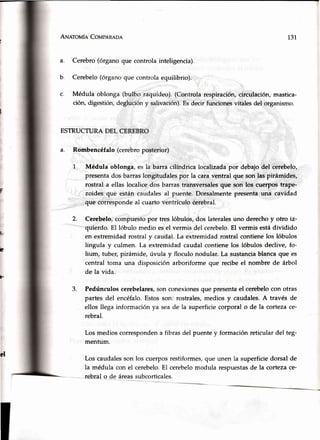 An¡¡roufn CoupeR¡pa
a. Cerebro(órganoque controla inteligencia).
b. Cerebelo(órganoque controlaequilibrio).
c. Médula oblonga (bulbo raquídeo).(Controlarespiración,circulación,mastica-
ción,digestión,deglucióny salivación).Esdecirftu'rcionesvitalesdel organismo.
ESTRUCTURADEL CEREBRO
a. Rombencéfalo(cerebroposterior)
Médula oblonga,es Ia barracilíndricalocalizadapor debajodel cerebelo,
presentados barraslongitudalespor la caraventral que son las pirámides,
rostral a ellas localicedos barrastransversalesque son los cuerpostrape-
zoides que estáncaudalesal puente.Dorsalmentepresentauna cavidad
que correspondeal cuartoventrículoóerebral.
Cérebelo,compuestopor tres lóbulos,dos lateralesuno derechoy otro iz-
quierdo.El lóbulo medioesel vermisdel cerebelo.El vermisestádividido
en extremidadrostraly caudal.La extremidadrostralcontienelos lóbulos
lingula y culmen. I.a extremidadcaudalcontienelos lóbulosdeclive,fo-
lium, tuber,pirámide, úvula y floculo nodular. La sustanciablancaque es
central toma una disposiciórrarboriformeque recibeel nombre de árbol
de la vida.
Pedúnculoscerebelares,son conexionesque presentael cerebelocon otras
partes del encéfalo.Estosson: rostrales,mediosy caudales.A través de
ellos llegainformaciónya seade la superficiecorporalo de la cortezace-
rebral.
Los medioscorrespondena fibrasdel puentey formaciónreticulardel teg-
mentum.
Los caudalesson los cuerposrestiformes,que unen la superficiedorsalde
la médula con el cerebelo.El cerebelomodula respuestasde la cortezace-
rebral g_deáreassubcorticales.
131
2.
b
t
3.
el
 