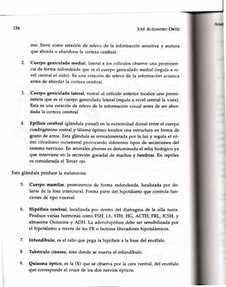 734 JosÉAle¡eNDRoOnrlz
mo. Sirve como estaciónde relevo de la informaciónsensitivay motora
que abordao abandonala cortezacerebral.
Cuerpo geniculadomedial, laterala los colículosobserveuna prominen-
cia de forma redondeadaque esel cuerpogeniculadomedial (regulaa ni-
vel centralel oído). Es una estaciónde relevode la informaciónacústica
antesde abordarla cortezacerebral.
Cuerpo geniculado lateral, rostral al.colículoanterior localiceuna promi-
nenciaque es el cuerpogeniculadolateral (regulaa nivel central la vista).
Estaes una estaciénde relevo de la información visual antesde ser abor-
dada la cortezacerebral.
Epífisis cerebral(glándulapineal)en la extremidaddorsal entreel cuerpo
cuadrigéminorostral y tálamoóptimo localiceuna estructuraen forma de
Sranode arroz.Estaglándula es retroalimentadapor la luz y regula el rit-
mo circadiano nictameralprovocando diferentestipos de secrecionesdel
sistemanervioso.En animalesjóveneses denominadael reloj biológico ya
que interviene en la secrecióngonadal de machosy hembras.En reptiles
es consideradael Tercerojo.
Estaglándula produce la melatonina.
Cuerpo mamilar, prominencia de forma redondeada,localizadapor de-
lante de la fosaintercrural.Formaparte del hipotálamoque controlafun-
cionesde tipo visceral.
Hipófisis cerebral,localizadapor dentro del diafragmade la silla turca.
Produce varias hormonascomo FSH, Lh, STH, HG, ACTH, PRL, ICSH, y
almacenaOxitocinay ADH. La adenohipófisisdebeser sensibilizadapor
el hipotálamo a travésde los FR o factoresliberadoreshipotalámicos.
7. Infundíbulo, es el tallo que pega la hipófisis a la basedel encéfalo.
8. Tubérculo cinereo,áreadonde se insertael infundíbulo.
9. Quiasma óptico,es la (X) que seobservapor la caraventral,del encéfalo
que correspondeal crucede los dos nervios ópticos.
2.
3.
4.
5.
6.
 
