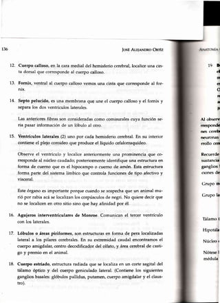 136 IosÉAr-EleNDRoOnfz
72. Cuerpo calloso,en la caramedial del hemisferiocerebral,localiceuna cin-
ta dorsalque correspondeal cuerpocalloso.
13. Fornix, ventral al cuerpo callosovemosuna cinta que correspondeal for-
nix.
14. Septo pelucido, es una membranaque une el cuerpocallosoy el fornix y
separalos dos ventrículoslaterales.
Las anterioresfibras son consideradascomo comisuralescuva función se-
ria pasarinformaciónde un lóbulo al otro.
15. lentrículos laterales(2) uno por cadahemisferiocerebral.En su
contieneel plejo coroideoque produceel líquido cefalorraquídeo,
Observe el ventrículo y localice anteriormente una prominencia que co-
rresponde al núcleo caudado; posteriormente identifique una estructura en
forma de cuerno que es el hipocampoo cuerno de amón. Estaestructura
forma parte del sistemalímbico que controla funcionesde tipo afectivo y
visceral.
Esteérganoes importanteporquecuandosesospechaque un animal mu-
rió por rabiaacáselocalizanloscorpúsculosde negri.No quieredecirque
no se localicenen otro sitio sino que hay afinidad por é1.
Aguieros interventricularesde Monroe. Comunicanel tercerventrículo
con los laterales.
Lóbulos o áreaspiriformes, son estructurasen forma de pera localizadas
lateral a los pilares cerebrales.En su extremidadcaudalencontramosel
cuerpo amigdalar,centrodecodificadordel olfato, y áreacerebralde casti-
go y premio en el animal.
Cuerpo estriado,estructuraradiadaque selocalizaen un cortesagitaldel
tálamo óptico y del cuerpo geniculadolateral. (Contienelos siguientes
gangliosbasales:glóbulospallidus, putamen,cuerpo amigdalar y el claus-
16.
17.
19B
d
fI
e!
o
ff
¿¡
F
Al obse-rc
rresponde
nes cerebl
fleuronas
rrollo cerr
Recuerde
sustancra
ganglios I
cronesde
Grupo m
Grupo la
Tálamo{
Hipotála
Núcleo t
Nótese I
médula
18.
tro).
 