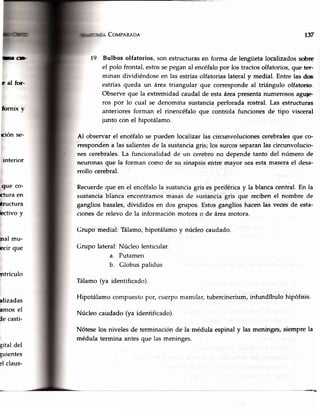 Cot'rpeR¡on
19 Bulbos olfatorios, son estructurasen forma de lengüetalocalizadossobre
el polo frontal,estossepeganal encéfalopor los tractosolfatorios,que ter-
minan dividiéndoseen las estríasolfatoriaslateraly medial. Entre las dc
estrías queda un área triangular que correspondeal triángulo olfatorio.
Observeque la extremidadcaudal de estaáreapresentanumerososaguts
ros por lo cual se denomina sustanciaperforada rostral. Las estructuras
anteriores forman el rinencéfaloque controla funciones de tipo visceral
iunto cón el hipotálamo.
Al observarel encéfalose pueden localizar las circunvolucionescerebralesque co-
rrespondena las salientesde la sustanciagris; los surcosseparanlas circunvolucio-
nes cerebrales.La funcionalidad de un cerebrono depende tanto del número de
neuronasque la forman como de su sinapsisentre mayor seaestamaserael desa-
rrollo cerebral.
Recuerdeque en el encéfalola sustanciagris es periféricay la blancacentral.En la
sustanciablanca encontramosmasasde sustanciagris que recibenel nombre de
gangliosbasales,divididos en dos grupos. Estosganglios hacenlas vecesde esta-
cionesde relevo de la información motora o de áreamotora.
Crupo medial:Tálamo,hipotálamoy núcleocaudado.
Grupo lateral:
r37
Gr@
e a-l for-
furnix v
Eron se-
interior
que co-
rfura en
tructura
hctivo y
rral mu-
bcir que
ntrículo
alizadas
amos el
le casti-
gitaldel
yuientes
elclaus-
EI,
b.
Núcleo lenticular.
Putamen
Globuspalidus
Tálamo(ya identificado).
Hipotálamocompuestopor, cuerpomamilar,tubercinerium,infundíbulohipófisis.
Núcleocaudado(ya identificado).
Nóteselos niveles de terminaciónde la médula espinaly las meninges,siemprela
médula termina antesque lasmeninges
 