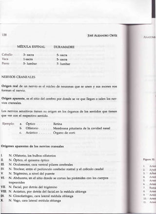 138
Caballo
Vaca
Perro
Eiemplo:
IosEALeInNDRoOnrfz
DURAMADRE
5- sacra
5- sacra
7- lumbar
Retina
Membranapituitaria de la cavidadnasal
.{r¡rovÍ
MEDULA ESPINAL
3- sacra
1-sacra
5- lurnbar
NERVIOSCRANEALES
Origen real de t¡n nervio es el núcleo de neuronas que se unen y sus axonesnos
forman el nervio.
Origen aparente,esel sitio del cerebropor donde se ve que llegan o salenlos n9¡-
vios craneales.
Los nervios sensitivostienen su origen en los órganos de los sentidosque tienen
que ver con el respectivosentido.
a.
b.
c.
Óptico . .
Olfatorio .
Acústico
Orígenes aparentesde los nervios craneales
l. N. Olfatorio, los bulbos olfatorios
II. N. Óptico, el quiasmaóptico
m. N. Oculomotor,caraventral pilares cerebrales
[V. N. Troclear,entre el pedúnculo cerebelarrostral y el colículo caudal
V. N. Trigémino,a nivel del puente
VI. ,N. Abducens,en el sitio donde secortan las pirámides con los cuerpos
trapezoides
VII. N. Facial,por detrásdel trigémino
VIII. N. Acústico,por detrásdel facialen la médula oblonga
X- N. Glosofaríngeo,cara latefal médula oblonga
X N. Vago,caralateral médula oblonga
Figura 32-,
1. A¡teri
2. Arteri
3. ¡rt"n¡
4. A¡teri
5. Arteri
6. Arteri
7. Rama
8. Art€ri
9. Arteri
10. Arteri
11. Arteri
 