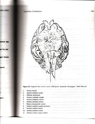 Covpaneoe
Figura 32.Irrigaciónbasecnca.fnloequino.(Dibujaron:Armando Chicangana- FabioRincón)
Arteria basilar
Arteria cerebralcaudal
Aiterias medulares
Arteria cerebelarcaudal
Arteria cerebelarrostral
Arteria carótidaintema
Ramacomunicantecaudal
Arte¡ia cerebralcaudalprofunda
Arteria cerebralmedia
Arteria cerebralrostral
Arteria común cuerpo calloso
EfE n¡
rn lm rrc
F.te tr€fE]
nasal
rPos
1.
2.
3;
4.
5.
6.
7.
8.
9.
10.
11.
 