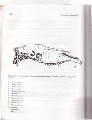 I6
Jc-neAr-e1..tNDRoOnrÍz
A "';¡"!/Í.
:,'
Figura l. Huesoscabezacaballo
bio Rincón.
I Huesclrlcciprt.rl
2. Huesr-rpar.rctal
3. Hueso tern¡ror.rl
+. Hueso froutal
5. Hueso interparrictal
6. Hueso nasal
7. Hueso lagnnr.rl
8. Hueso cigont¡trr.t,
9. Maxilar sul(,-r()r
10. Hueso incrsrvo
11. Dientesincisivr-rs
12. Ca¡inos
13. Premolarei
14. IVlolares
I'ista lateral (sin mmilar inferior) Dibujaron: Armando chincangana-Fa-
 
