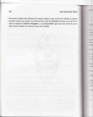 142 JosÉAlE¡eNDRoOnfz
En bovino existendos arteriasdel cuerpocalloso.como en bovino adulto la arteria
'carótida
interna no existe,las arteriasáe la red de Mirabille forman una red de la
cual se origina la arteria emergente,o carotidocerebralque hacelas vecesde caró-
tida interna dando las mismasrámasdel caballo.
I
r-f
t,I
5
E¡
14
E¿
r3
E¡
r
d
PÚ
 