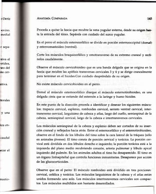 r ORrfz
,ovlno.
medial
r sePa-
riva el
otídea,
rco del
na cer-
¡itiva.
:torales
y una
liza en-
caudal
;ecarel
Ar{ATorvrfnCoup¡n¡p¡ rd5
Procedaa quitar la fasciaque recubrela venayugular externa,desdesu origen lrer
ta la entrada del tórax. Sepárelacon cuidado del surcoyugular.
En el perro el músculoesternocefálicosedivide en porción esternooccipital(dorsalr
y esternomastoideo(ventral).
Corte los músculosbraquiocefálicoy omotransversode su extremocranealy reclC
nelos caudalmente.
Observeel músculo cervicohioideoque es una banda delgadaque se origina en la
fasciaque recubrelas apófisistransversascervicales3 y 4 y se dirige cranealmente
para terminar en el hioides.Concuidadodespréndalode su origen.
No existemúsculo cervicohioideoen el perro.
Dorsal al músculo ester¡tocefálicodiseque el músculo esternotirohioideo,es una
delgadacinta que se extiendedel estemóna la.laringey huesohioides.
En estepunto de la disecciónprocedaa identificar y desecarlos siguientesmúscu-
los: trapecio cervical, esplenio,romboides cervical,serratoventral cervical, inter-
transversocervical,larguísimode cabezay atlas,largo del cuello,semiespinalde la
cabeza,semiespinalcervical,largo de la cabezae intertransversoscervicales.
Los músculos semiespinalde la cabezay espleniodebenser cortadosde su inser-
ción cranealy reflejadoshaciaatrás.Entreel esternocefálicoy el estemotirohioideo,
observeen el fondo de los lóbulos del timo sobrela caralateral de la tráquea(sólo
en animalesjóvenes).El timo constade porción cervicaly torácica.La porción cer-
vical estádividida en dos lóbulos derechoe izquierdo;la porción torácicaestáa la
izquierda del plano medio recubriendocorazón,arteriapulrnonary lóbulo apical
izquierdo del pulmón. En los animalesadultos el timo ha desaparecido.El timo es
un órganolinfoepitelial que controlafuncionesinmunitarias.Desaparecepor acción
de las glucocorticoides.
Observe que en el perro: El músculo romboideo está dividido en tres porciones:
ceryical,cefálicay torácica.Los músculoslarguísimosde la cabezay el atlasestán
unidos formando uno solo. Los músculosintertransversoscervicalesson compac-
tos. Los músculosmultifidos son bastantedesarrollados.
inastio-
 