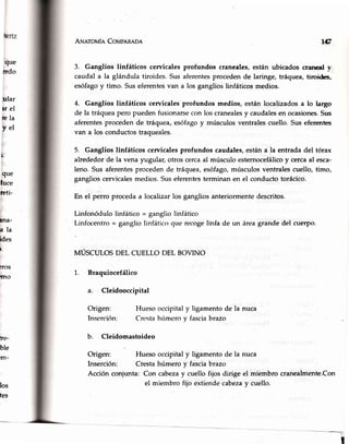 ANIATovfaCoupnnaoe
3. Ganglios linfáticos ceryicalesprofundos craneales,están ubicados crar¡ealv
caudal a la glándula tiroides. Sus aferentesprocedende laringe, tráquea,tiroides,
esófagoy timo. Suseferentesvan a los ganglioslinfáticosmedios.
4. Ganglios linfáticos cervicalesprofundos medios, están localizadosa lo la¡go
de la tráqueapero puedenfusionarsecon los cranealesy caudalesen ocasiones.Sus
aferentesprocedende tráquea,esófagoy músculosventralescuello. Sus eferentes
van a los conductostraqueales.
5. Ganglios linfáticos cervicalesprofundos caudales,estána la entradadel tórax
alrededorde la vena yugular, otros cercaal músculoesternocefálicoy cercaal esca-
lerio. Sus aferentesprocedende tráquea,esófago,músculosventralescuello, timo,
ganglioscervicalesmedios.Suseferentesterminan en el conductotorácico.
En el perro procedaa localizarlos gangliosanteriormentedescritos.
Linfonódulo linfático= gangliolinfático
Linfocentro- gangliolinfáticoque recogelinfa de un áreagrandedel cuerpo.
MÚSCULOSDEL CUELLO DEL BOVINO
1. Braquiocefálico
a. Cleidooccipital
rg
que
erdo
glar
¡r el
rcla
yel
t.
que
luce
reti-
¡na-
ala
ides
t.
lros
lfno
los
tes
Origen:
Inserción:
Huesooccipitaly ligamentode la nuca
Crestahírmcroy fasciabrazo
fre-
ble
rm-
b. Cleidomastoideo
Origen: Hueso occipitaly ligamentode la nuca
Inserción: Crestahúmero y fasciabrazo
Acción conjunta: Con cabezay cuello fijos dirige el iniembro cranealmente.Con
el miembro fijo extiendecabezay cuello.
 