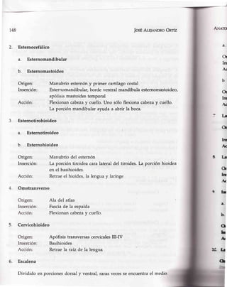 148
2. Esternocefálico
a. Esternomandibular
b. Esternomastoideo
Origen:
Inserción:
Acción:
Esternotirohioideo
a. Esternotiroideo
b. Esternohioideo
Origen:
Inserción:
Acción:
Omotransverso
Origen:
Inserción:
Acción:
Origen:
Inserción:
Acción:
|osÉAuleNDRo Onfz A¡snro
kt
A.
tLr
O
[r
-t
9tr
1
b_
O
h
Ar
TIOI I¡
(¡
a.
Or
Iñ
A(
b
Or
k!
.,v
: t-¡
a
3
Manubrio esternóny primer cartílagocostal
Esternomandibular,borde ventral mandíbula esternomastoideo,
apófisismastoidestemporal
Flexionan cabezay cuello.Uno sólo flexiona cabezay cuello.
La porciónmandibularayudaa.abrir la boca.
Manubrio del esternón
La porción tiroidea cara lateral del tiroides.La porción hioidea
en el basihioides.
Retraeel hioides,la lenguay laringe
Ala del atlas
Fasciade la espalda
Flexionan cabezay cuello.
5. Cervicohioideo
Apófisis trahsversascervicalesIII-N
Basihioides
Retraela ruíz de la lengua
6. Escaleno
Dividido en porciones dorsal y ventral, raras veces se encuentra el medio
 