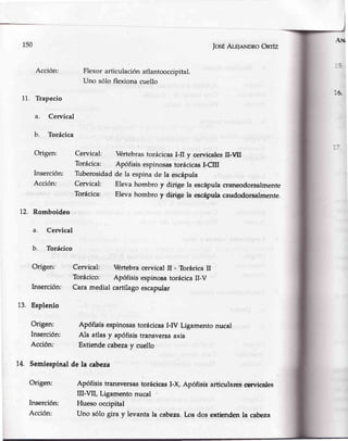 -.1¡{,
150 JosEAu¡nNDRoOnrfz
Flexor articulación atlantooccipital.
Uno sólo flexiona cuello
Cervical: VértebrastorácicasI-II y cen¡icalesII-UI
Torácica: Apófisis espinosastorácicasI-CilI
Tuberosidadde la espinade la escápula
Cervical: Elevahombro y dirige la escápulacraneodorsalmente
Torácica: Eleva hombro y dirige la escápulacaudodorsalmente.
Cervical: VÉrtebracervical II - TorácicaII
Torácico: Apófisis espinosatorácicaII-V
Cara medial cartílagoescapular
Apófisis espinosastorácicasI-IV Ligamentonucal
Ala atlasy apófisistransversaaxis
Extiendecabezay cuello
12. Romboideo
Acción:
Trapecio
a. Cervical
b. Torácica
Origen:
Inserción:
Acción:
Cervical
Torácico
:6.
11.
a.
b.
Origen:
Inserción:
13. Esplenio
Origen:
Inserción:
Acción:
14. Semiespinal de la cabeza
Origen: Apófisis transversastorácicasI-X, Apófisis articularescen¡icales
il-VII, Ligamento nucal
Inserción: Hueso occipital
Acción: Uno sólo gira y levanta la cabeza.los dos extienden la cabeza
 