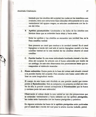"'[
I
ArunrovfaCo¡upnnnon
limitado por los cóndilosdel occipital,los cualesen los mamíferosson
ovalados;éstosson estructuraslisascolocadasoblicuamenteen la cara
ventrolateraldel agujeromagno,se articulan caudalmentecon las fo-
sasdel Atlas.
B. Apófisis paramastoides:Localizadosa los ladosde los cóndilosson
láminasóseasque seextiendenhaciaabajoy haciaatrás.
Entre las apófisisy los cóndilos se encuentrauna cavidad lisa, es la
Fosacondíleaventral.
Esta presentaun canal que conducea la cavidad craneal.Es el canal
hipogloso a través del cual saleel nervio hipogloso caudal a la fosa
condílea ventral en la cara medial de los cóndilos observeel canal
condíleo.
C. Porción basilan Esuna masaredondeadalocalizadacraneala los cón-
dilos del occipital.Searticulacon el huesoesfenoidespor medio de
un cartílago,en estesitio observamosdos prominenciasóseasque co-
rrespondenal tubérculomuscular.
Hueso esfenoides:Forma parte de la basedel cráneoestásituado craneal
a la porción basilar del occipital.Paraestudiarestehr¡esousted debe uti-
lizar un cortelongitudinalmedio.
El cuerpo de estehuesoestá dividido en una porción caudal que corres-
pondeal Basiesfenoides.Estaescompactay no presentacavidadpor den-
tro de ella; la porción cranealcorrespondeal Preesfenoidesque es hueca
y contieneparte del senoesfe¡roidal.
Observandoel cráneodesde la cara ventral se ven dos proyeccionesque
se extienden ventralmente y hacia adelanteson las apófisis pterigoidcc,
las cualesestánfusionadascon los huesospterigoidesy palatinos.
En algunosanimaleslas basesde la apófisis pterigoideeestánperforadas
por el canal alar a travésdel cual pasala arteria maxilar (caballo,perro)"
t7
 