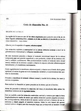 1,52
frxÉ Alr.¡nNDRoOnrfz
Guía de diseccién No. ll
Htic;tOw¡)li t.A NUL'A
[a regitxr dc la nuca (5 uno d+ hls siiirn enrploadru p¿rrapr¡ncirincon el fin de rü-
Jener líquido cefalorraqtrídeo,adenráses d sitio seoúmtúael descabelloen los txr-
vilr¡x (malatft.nr trros lirlín).
( )bxrrv. cn *l t'riquck'trlr.l rsgnei' atliirntnrtcipihl.
I¡¡s múectrlosesplenio y semkx+pinaldc la c¡¡bea¡dclritrnn srrtarne a nivt'l de la
protuberancia interco¡nuaI y refhprse caudalrncnüe.
En este momento pnrceda a disecarel músculo rectodorsalmayor de la cabeza
comPuestoPot una porción superficialy otra profunda, córtelode su extremocra-
neal y refléjelocaudalmente.Más profunclaméntelocaliceel músculo recto dorsal
menor,retírelode su extremocranealy observela cápsulaarticular atlantooccipital
lateralmentey la membranamedialmente.
Corte sagitalmentela membranaatlantooccipitaly observeen el fondo de la grasa
epidural, al retirar la grasaseve la duramadrevertebraly si seccionamoséstaapa-
recela aracnoides.
Procedaa identificar el múscuto oblhuo cranealy caudal de la cabeza,losvasosy
nerviosoccipitales,
Para realizar la disecciónen pcrro prtxrrrlaen la misma que en el bovino.
Antes de proceder a efectuar la disección del tórax el estudiante debe retirar los
miembros torácicosen la siguienge.sr.pgl
Con un cuchillo corte los r¡lri€culo'srersrboideocervical y torácico por toda la línea
longitudinalmentemedia de ¡r¡odoque arnbosmúsculosquedenpegadosal miern-
bro cclrrespondien(e,retie d mrisculoserratoventral cervicaly torácicode sus in-
sercionesy déiel"opegndo el miembro torócico.Sobre la cara lateral del Bgrato
ventral torácico<üsqrve$na tirs musc$larlarga flus qorrg$pondegl epcalp4pdorsel
d
x
d
fi
¡
rl
 