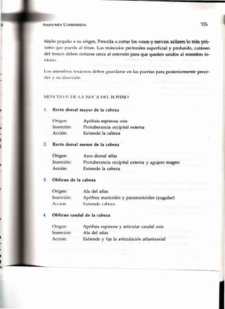A¡¡ ¡rrt-rrui¡ Covrt'nt¡Dtr B
téir:optgado a su origen.lroceüa a cortarosvasosy nervosaxaresornáspr6-
ximtl qr:c ¡rucclaal tórax. Los múscul<lspectoralessuperficial y profundo, cutáneo
del tnlnc(l deben cortarse cerca al esternón para que queden unidos al miembrc to-
r¿ír'it'o.
l,os rnir'¡nlrroslonicicos clt'hr.ngtrardarsr.cn las pocetasperraposteriormente proce
rl(.r it stt dist't'citill.
Nt,('A | )111,ll()VlN()
l.
2.
Recto dorsal
()rigen:
Inserción:
Acción:
Recto dorsal
Origen:
Inserción:
Acción:
3. Oblicuo de la
Origen:
Inserciíln:
At't'irin:
4. Oblicuo caudal
mayor de la cabeza
Apófisis espinosaaxis
Protuberanciaoccipital externa
Extiende la cabeza
menor de la cabeza
Arco dorsal atlas
Protuberancia occipital externa y agujero magno
Extiende la cabeza
cabeza
Ala del atlas
Apófisismastoidesy paramastoides(yugular)
J'lxtit'ndt. c¿lbt'z.rl
de la cabeza
Apófisis espinosay articular caudal axis
Ala del atlas
Extiendc y flia la articulación atlantoaxial
¡
t
I
!
 