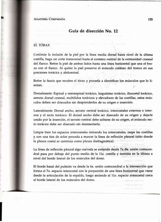 tr Arueroviq Coupnneün 155
Guía dé disecc,iónNo. 12
I,
EL TORAX
Continúe la incisión de la piel por la línea media dorsal hasta nivel de la última
costilla,haga un corte transversalhastael extremoventral de la extremidadcraneal
del flanco. Retire la piel de ambosladoshastauna línea horizontal que una el.bra-
zo con el flanco. Al quitar la piel preserveel músculo cutáneodel tronco en sus
porcionestorácicay abdominal.
Retire la fasciaque recubreel tórax y procedaa identificar los músculosque lo li-
mitan.
i
Dorsalmente:Espinaly semiespinaltorácico,larguísimotorácico,iliocostaltorácico,
serratodorsal craneal,multifidos torácicosy elevadoresde las costillas,estosmús-
culos debenser disecadossin desprenderlosde su origen e inserción.
Lateralmente:Dorsal ancho,serratoventral torácico,intercostalesexternose inter-
nos y el recto torácico.El dorsal ancho debe ser disecadode su origen y dejarle
unido por la inserción,el serratoventral debesoltarsede su origen,el músculo rec-
to torácicodebe ser disecadosin desinsertarlo.
Limpie bien los espaciosintercostalesretirando los intercostales,raspelas costillas
y con una tiza de color procedaa marcar la línea de reflexión pleural (sitio donde
la pleura costalsecontinúacomo pleuradiafragmática).
ir¡ '
La línea de reflexiónpleural algo curiadarseextibndede,sdb7á."8a.unión costocon-
dral pasa por debajo del punto medio de la 11a,costilla y termina en la última a
nivel del borde lateral de los músculosdel dorso.
El borde basaldel pulmón vá desdela 6a.unión costocóndrala la intersecciónque
forma el7o. espaciointercostalcon la proyecciónde una líneahorizontal que viene
desde la articulaciónde la espalda,luego asciendeal 11o.espaciointercostalcerca
al borde lateralde los músculosdel dorso.
 