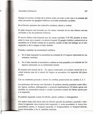 ANarovle CovpeRaoa r37
Busqueel extremocortadode la arteriaaxilar,en torno a estevasoa la entradadel
tórax encuentrelos ganglioslinfáticoscervicalesprofundoscaudales.
En el bovino aparecendos músculosescalenos,dorsaly ventral.
El plejo braquial estáformado por las ramasventralesde los tres últimos nervic
cervicalesy los dos primerostorácicos.
El nervio frénico está formado por las ramasventralesV-VI VII, penetra al tórax
entre la vena cavacranealy la arteriabraquial. El ganglio linfático costocervicalse
encuentraen el borde cranealde la primera costilla al lado del esófagoen el lado
izquierdoy de la tráqueaal lado derecho.
Procedaa estudiarlas escotadurascardíacas
a. En el lado izquierdola escotaduraseextiendede 3-5espaciointercostalen sus
extremosventrales.
b. En el lado derechola escotaduracardíacaesmás pequeñay seextiendede 3-4
espaciointercostal,en su extremidadventral.
El corazónestásituadode 2o.- 5o.espaciointercostal,en
vidad torácicamás de la mitad del órganose encuentra
medio.
la
a
mitad ventral de la ca-
la izquierda del plano
Con un costótomoprocedaa retirarlascostillas,preservandolascostillas3,5,7.
Los pulmonesdel bovino son lobulados.El pulmón derechopresentacuatro lóbu-
los:Apical, cardíaco,diafragmáticoy accesorio(mediastínico).El lóbulo apicalestá
dividido en extremidadcranealy caudal,la porcióncranealdel lóbulo apicalpasa
a la izquierda.
El pulmón izquierdoconstade lóbulos,,apical,cardíacoy diafragmático.
Por ambos lados eche hacia atrás los lóbulos apicalesde pulmón y proceda a iden-
tificar lo siguiente: timo torácico lado izquierdo, A. aorta ascendente,A. tronco bra-
quiocefálico común, A. braquial izquierda, A. braquiocefálíca,A. braquial derecha,
tronco bicarotídeo y las A. carótidas comunes.
 
