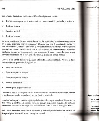 a.
158 JosEAm¡eNDRoOnrfz
el tóraxlassiguientesramas:Lasarteriasbraquialesemiien en
Tronco común para ias artcrias, costocervicales,cervical profunda y vertebral
Torácica interna
Cervical ventral
Torácica externa
La venahemiácigos(acigosizquierda)va por la izquierday terminadesembocando
en la vena coronariamilyor (izquierda).Observeque por el lado izquierdolas ve-
nas costocervical,cervicalprofrrnday vertebralforman un troncocomún que de-
sembocaen la vena cavacraneal.Por el lado derecholasvenasvertebraly cervical
profunda forman un tronco común quertermina en la cavacraneal.La vena costo-
cervicaldesembocaen la cavainmediatamentecaudalal troncocomún.
Caudal a las venasdiseqtrcel ,ganglioestrelladoa cervicotorácico.Procedaa dise-
car los nerViosque salenci llc$ana él:
a. Nervios cardíacos
b. Troncosimpáticotoráciccr
Tronco simpático ccr'.'icaI
Nervio transverso
Ramas para el plejo bracluial
Levante el lóbulo diafragniáiica del ptrlrn(rnderecho y localice la vena cava caudal,
el mediastino caudal envuelve cl nervio frénico izquierdo.
Localice y diseque el nervio ¡a[jo,sigalo hasta ei diafragma donde se divide en ra-
ma dorsal y ventral. L,asrarnas dorsales inervan la porción torácica del esófago,
uniéndose a nivel del 8o. segnrcntotorácico formando el tronco esofágicodorsal.
c.
d.
e.
t;Era 35. A¡ulr
En la pmi
tr¿rnsverslo
V¿ílvula td
UáIvila pt
ffifu¡¡l¡ úLas ramas ventrales inerrra.nlos pulmones y se unen
tragueal para formar el tronco esofágico ventral.
por detrásde la bifurcación
 