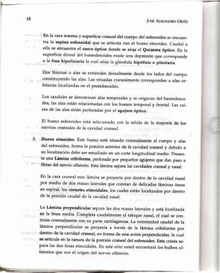 18
JosÉAlr¡nNDRoOnrfz
:l Eri la carainterna y superficiecranealdel cuerpodel esfenoidesseencuen-
'r tra leiespiná esfbnoidalqtrese articulacon el hueso'etmoides.Caudal a
'ella se encuentrael surco óptico donde se alojael euiásma óptico. En la
superficiedorsal del basiesfenoidesexisteuna depresiónque corresponde
:, ?
lu fosahipofisiaria la cual arojala glándulahipófisis o pituitaria.
j
Dos láminaóo alasse extiendendorsalmentédesdelos'ladosdel cuerpo
, consti'tuyendolap alas.Las situadascranealmentecorrespondena alasor-
bitariaslocalizadasen el preesfenoides.
Los caudalesse denominan arastemporales y se originan
des; las alas están relacionadas con los huesos temporal y
ces de las alas están perforadas por el aguiero óptico.
El hueso esfenoides está relacionado con la salida de la
,nervios cranealesde la cavidarl craneal.
.:Huesoetmoides:Estehueso,estásituadp cranealmenteal,cuerpoy alas
del esfenoides,forma la porciónanteriorde la cavidad,cranealy debido a
su localizacióndebeserestudiadoen un cortelongitudinalmedio.presen-
ta una'Lámina cribiforme,perforadapor pequeñosagujerosque dan pasoa
fibrasdel nervio olfatorio.Estaláminas€paralascavidadescranealy nasal.
En la caracranealestaláminaseproyectapor dentrode la cavidadnasal
por medio de dos masaslateralesque constande delicadasláminasóseas
en espiral,los cornetesetmoidales,los cualesestánlocalizadospor dentro
de la porcióncaudalde la cavidadnasal.
La Lámina PerPendicularseparalas dos masaslateralesy estálocalizada
en la líneamedia.Completac¡rudalmenteel tabique,,urul,el cual se con-
finúa
cranealmentecon su parte cartilaginosa.La extrer.nidadcaudal de la
lámina perpendicular se proyecta a través de la lámina cribiforme por
'' dentro de'la cavidadctraneal,en forma de una aristaperpendicular,la cual
se articula en la ranura de la porción crañealdel esfenoides.Estacrestase-
para las dos fosasetmoidales.En estesitio ustedencontrarálosbulbosol-
fatoriosque son el origendel nervio olfatorio.
del basiesfenoi-
frontal. Las raí-
mayoría de los
t
{
||
3.
 