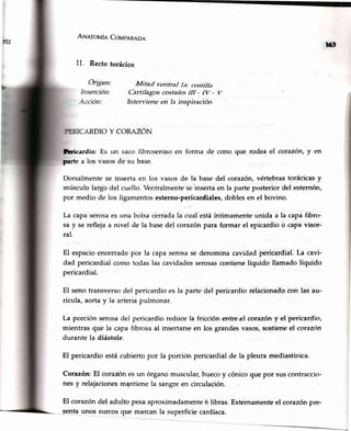 rñB
ANeroula Coupnneoa
11..Recto torácico
Mitad ventral la. costilJa
Cartí[agos costa(es flt - fir -
Interviene en Ia inspiración
RDIO Y CORAZÓN
kica¡dio: Es un saco fibroserósoen forma de cono que rodea el corazónrf err
parte a los vasosde su base.
Dorsalmentese inserta en los vasosde la basedel corazón,vértebrastorácicasy
músculolargo del cuello.Ventralmenteseinsertaen la parte posterior del esternón,
por medio de los ligamentosesterno-pericardiales,doblesen el bovino.
La capa serosa es una bolsa cerrada la cual está íntimamente unida a la capa fibro-
sa y se refleja a nivel de la base del corazón para formar el epicardio o capa visce-
ral.
El espacioencerradopor la capaserosase denominacavidadpericardial.La cavi-
dad pericardialcomo todaslas cavidaclesserosascontienelíquido llamadolíquido
pericardial,
El senotransversodel pericardioes la partedel pericardiorelacionadocon las au-
rícula, aorta y la arteriapuhironar.
La porción serosadel pericardio reducela fricción entreel corazóny el pericardio,
mientras que la capa fibrosaal insertarseen los grandesvasos,sostieneel corazrin
durantela diástole.
El pericardio estácubiertopor la porci<inpericardialde la pleura mediastínica.
Corazón:El coraáónesun órganomuscular,huecoy cónicoque por suscontraccio-
nes y relajacionesmqntienela sangreen circulación.
El corazóndel aduito pesa.aproximadamente6 libras.Externamenteel corazónpre-
$e4tagngs surcosque marcanla superficiecardíaca.
 