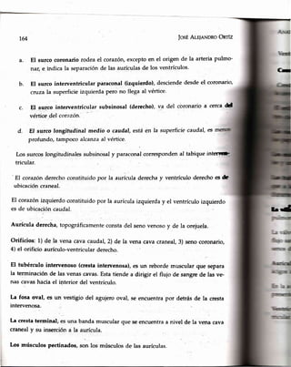 164 JosÉALqnNDRoOnrfz
El surco coronario rodeael corazón,exceptoen el origen de la arteria pulmo-
narl e indica la separaciónde las aurículasde los ventrículos.
El surco interventricular paraconal(izquierdo), desciendedesdeel coronario,
cruLzala superficieizquierdapero no llega al vértice.
El surco interventricular subsinosal (derecho),va del cbronario a cercad
vértice.del corazón.
d. El surco longitudinal medio o caudal,estáen la superficiecaudal,es
profundo, tampoco alcanzaal vértice.
Los surcos longitudinales subsinosaly paraconalcorrespondenal tabique intercr
tricular.
-El
corazónderecho
ubicacióncraneal.
a.
b.
c.
C-
¡..d
constituido por la aurícula derechay ventriculo derechoes&
El corazónizquierdoconstituidopor la aurículaizquierday el ventrículoizquierdo
es de ubicacióncaudal.
Aurícula derecha,topográficamenteconstadel senovenosoy
_de
la orejuela.
Orificios: 1) de la vena cavacaudal,2)de la venacavacraneal,3)senocoronario,
4) el orificio aurículo-ventricularderecho.
El tubérculo inten¡enoso (creetaintervenosa),es un rebord.emüscular que separa
la terminación de las venascavas.Estatiende a dirigir el fiujo de sangrcde las ve.
nas cavashaciael i¡terior del ventrículo.
La fosa oval, es un vestigio del agujerooval, se encuentrapor detrásde la cresta
intervenosa.
La crestatermina! esuna bandamuscularque seencuentraa
cranealy gu insercióna la aurícula.
Los músculos pectinados,son los músculosde las aurículas.
nivel de la vena cava
#
 