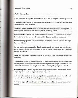ANnrovle, Corrrpenana
Ventrículo derecho:
Cono arterioso,es la parte del ventrículo ert la cual se origina la arteria pulmonar.
Crestasupraventricular,esun tabiqueque separael orificio aurículoventricular de
la cavidad del cono arterioso.
El orificio aurículo ventricular, la válvula atrioventricularderecha'(tricúspide),Las
trescúspideso válvulas son: medial (se.ptal),craneal'12lateral.
Lascuerdastendinosas,son cordonesfibrososQuevan de laslvalvas,alos múscu-
los papilares,evitan que la válvula se voltée durante la sístoleventricular.
Los músculos papilares, acáseinsertanlas cuerdastendinosas,son tres,dos septa-
Iesy uno lateral.
Lastrabéculasseptomarginales(Bandamoderadora),son bandasque van del tabi-
que a la pared lateral del ventrículo, evitan la'excesivadistensión del ventrículo
durante la diástole.
La válvula pulmonar, estálocalizadaen la unión del cono arteriosocon la arteria
pulmonar.
la válvula tiene trescúspidessemilunares.El borde libre estádirigido en direccióndel
flujo sanguíneo,su función consisteen evitar el regresode la sangreal ventrículo. Los
senosde la arteria son los receptáculosentre cadacúspidey la pared arterial.
Aurícula izquierda,forma la partecaudalizquierdade la basedel coraz6n,laúena
ácigosizquierda ctuza la.superficielateral y caudal.
En la aurícula terminan las seisvenaspulmonares,una fuerte banda muscular,está
presentea la entrada de la aurículaque son los músculospectinados.
Ventrículo izquierdo, es cónicoy forma la parte caudal izquierda de la masaven-
tricular.
165
I
 