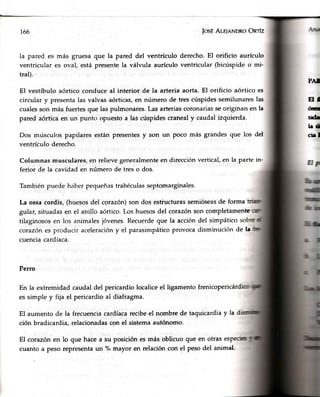 166 JosÉAle¡nNDRoOnrfz
la pared es más gruesa que la pared del ventrículo derecho.El orificio aurículo
ventricular es oval; está presentela válvula aurículo ventricular (bicúspideo-mi-
tral),
El vestíbulo aórtico conduce al interior de la arteria aorta. El orificio aórtico es
circular y presentalas valvas aórticas,en número de tres cúspidessemilunareslas
cualesson más fuertesque las pulmonares.Las arteriascoronariasseoriginan en la
pared aórticaen un punto opuestoa las cúspidescranealy caudal izquierda.
Dos músculos papilares están presentesy son un poco más grandesque los del
ventrículo derecho.
PAI
Erf
ós
sd.
hifl
srl
Columnas musculares, en relieve generalmente en dirección
ferior de la cavidad en número de tres o dos.
vertical, en la parte in-
Tambiénpuede haber pequeñastrabéculasseptomarginales.
La ossacordis,'(huesosdel corazón)son dos esüiucturassemióseasde forma
gular, situadasen el anillo aórtico.Los huesosdel corazónson comPletamente
tilaginososen los animalesjóvenes.Recuerdeque la accióndel simpático
corazónes producir aceleracióny el parasimpáticoprovocadisminuciónde la
cuenciacardíaca.
Perro
En la extremidad caudaldel pericardiolocaliceel ligamentofrenicopericá
es simple y frjael pericardioal diafragma.
El aumento de la frecuenciacardíacarecibeel nombre de taquicardia y la
ción bradicardia, relacionadascon el sistemaautónomo.
El corazónen lo que haCea su posiciónesmásoblicuoqueen otras
cuanto a peso representaun 7.,mayor en relacióncon el peso del animal-
 