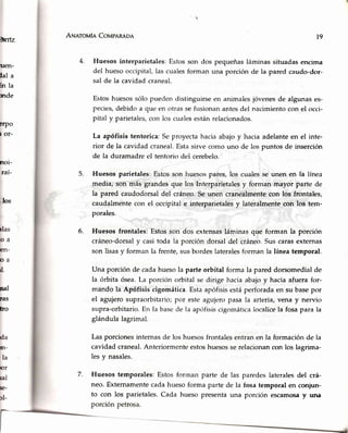úpalz
uen-
lal a
hla
rnde
ErPo
t or-
noi-
ral-
.los
rlas
f,)a
en-
DA
ú.
sal
eas
ho
da
Er-
,la
nr
ral
te.
ol-
ANaroufe CovpeReoa
4. Huesos interparietales: Estclsson dos pequeñas láminas situadas encima
del hueso occipital, las cuales forman una porciírn de la pared caudo-dor-
sal de la cavidad craneal.
Estoshuesossólo puedendistlnguirseen animalesjóvenesde algunases-
pecies,debidoa que en otr¿rssefusionanantesdel nacimientocon el occi-
pital y parietales,con los cuak:sestánrelacionados.
La apófisis tentorica:Seproyectahaciaabajoy haciaadelanteen el inte-
rior de la cavidadcraneal.Estasirve comouno de los puntosde inserción
de la duramadreel tentoriodel cerebelo.
Huesosparietales:Estosson huesospares,los cualesse unen en la línea
media, son más grandesque los Interparietalesy forman mayor parte de
la pared caudodorsaldel cráneo.Seunen cranealmentecon los frontales,
caudalmentecon el occipitale irrterparietalesy lateralmentecon los tem-
porales.
Huesos frontales:Estosson dos extensasláminasque forman la porción
cráneo-dorsaly casitoda la porción dorsaldel cráneo.Suscarasexternas
son lisasy forman la frente,susbordeslateralesformanla línea temporal.
Una porciónde cadahuesola parteorbital forma la pareddorsomedialde
la órbita ósea.La porciónorbital se dirige haciaabajoy haciaafuerafor-
mando la Apófisis cigomática.Estaapófisisestáperforadaen su basepor
el agujerosupraorbitario;por esteagujeropasala arteria,vena y nervio
supra-orbitario.En la bascde Ia apcifisiscigomáticalocalicela fosapara la
glándulalagrimal.
Las porciones internas de los huesosfrontales entran en la formación de la
cavidad craneal.Anteriormente estoshuesosse relacionancon los lagrima-
les y nasales.
7. Huesos temporales:Estosforrnanparte de las paredeslateralesdel crá-
neo.Externamentecadahuesoforma partede la fosatemporalen coniun-
to con los parietales.Cada hueso presentauna porción escamosay urur
l9
5.
6.
 